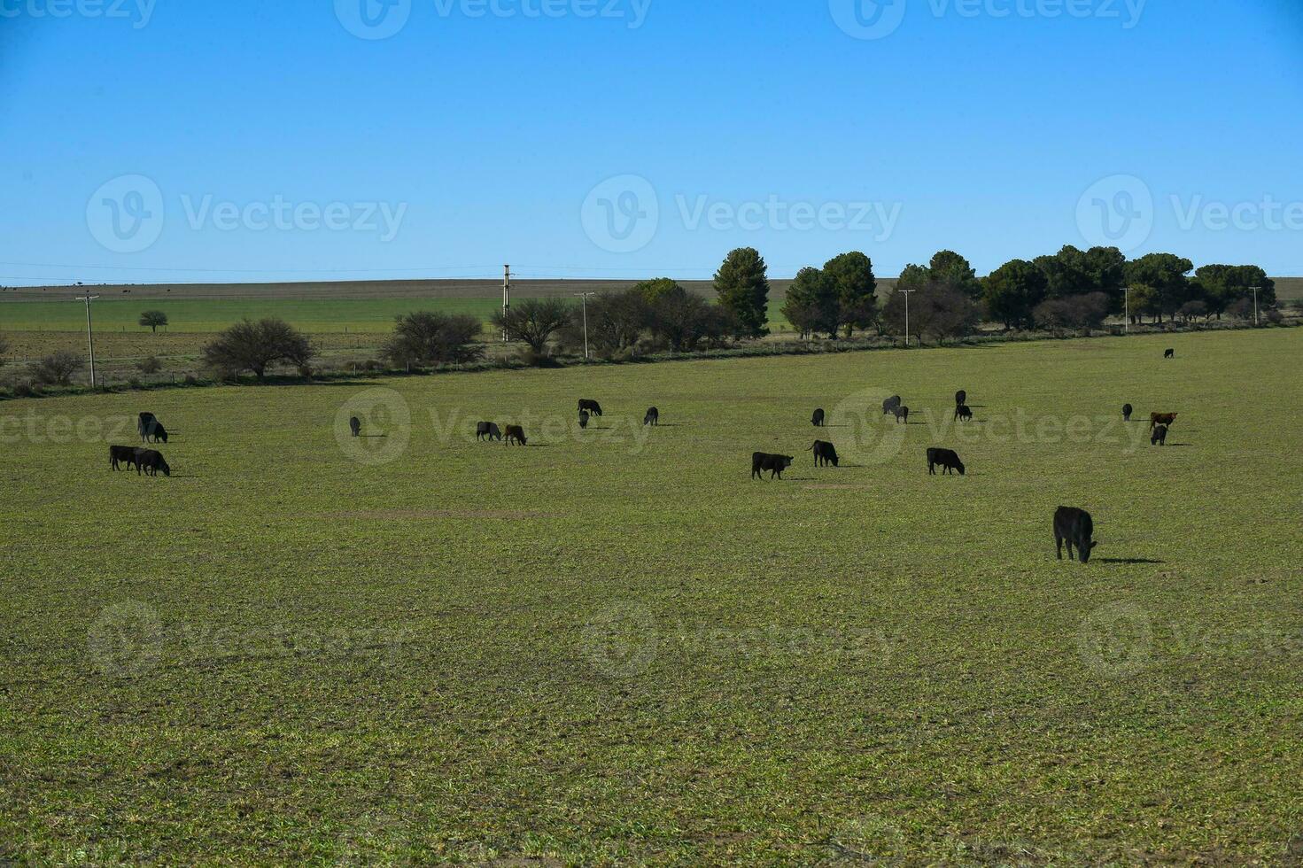 Cattle grazing in pampas countryside, La Pampa, Argentina. photo