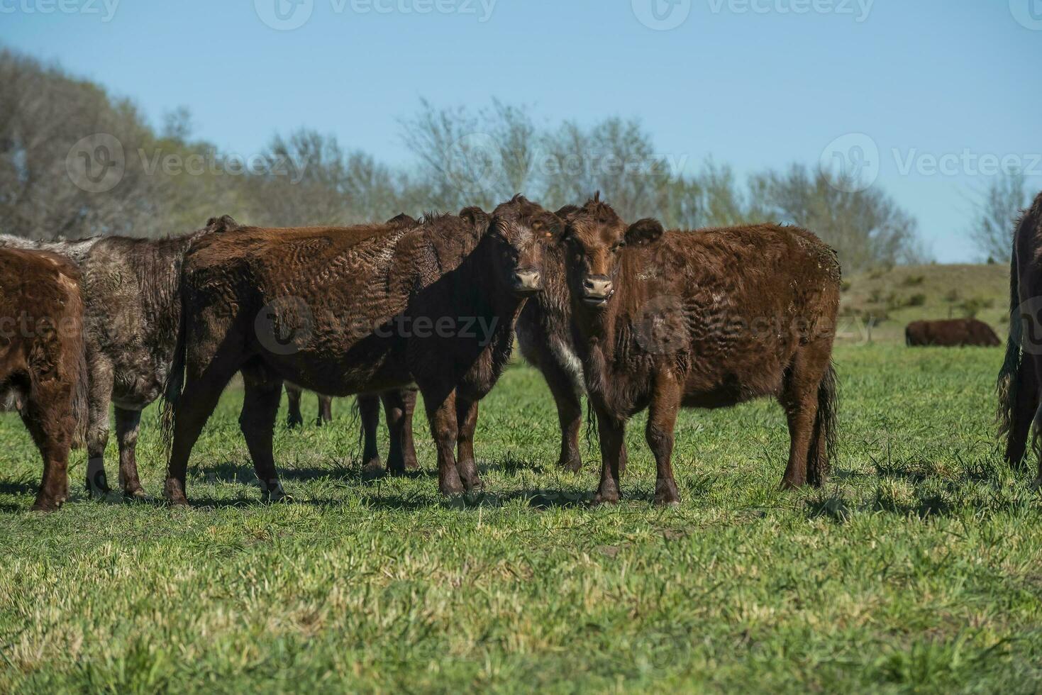 Cows fed with natural grass in pampas countryside, Patagonia, Argentina. photo