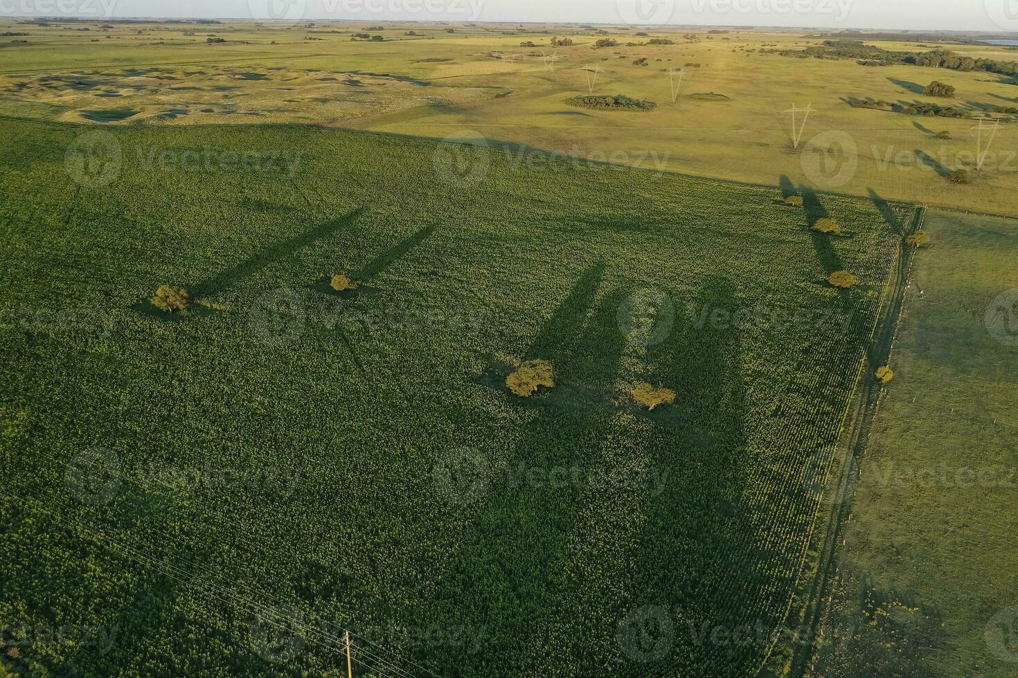 Corn cultivation, Aerial view, in pampas region, Argentina photo