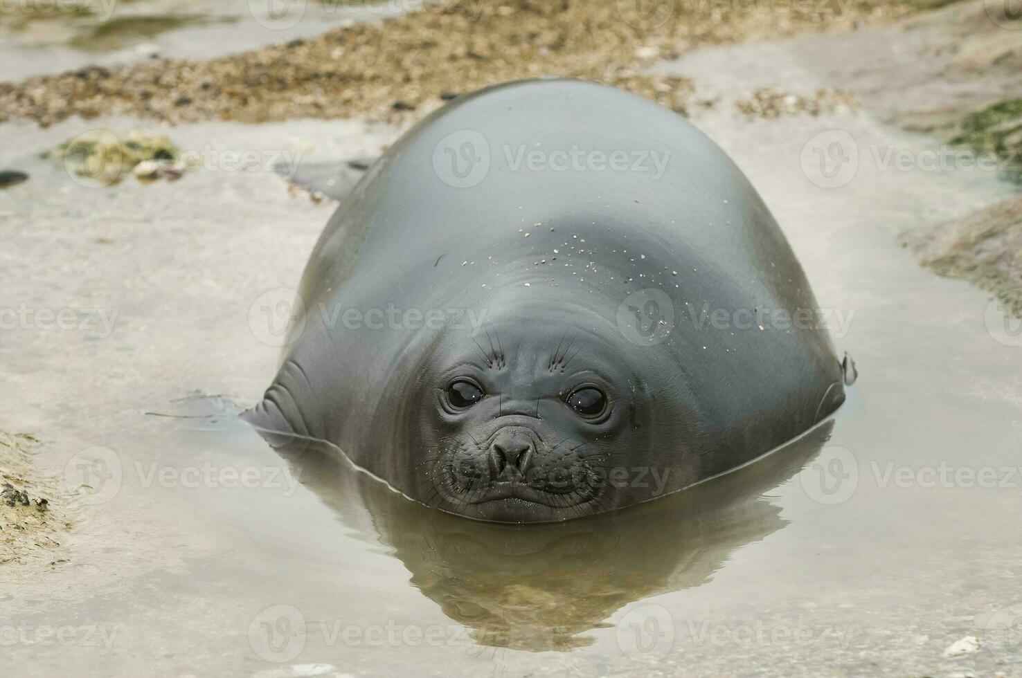 Elephant seal resting on the beach, Peninsula Valdes, Patagonia, Argentina. photo