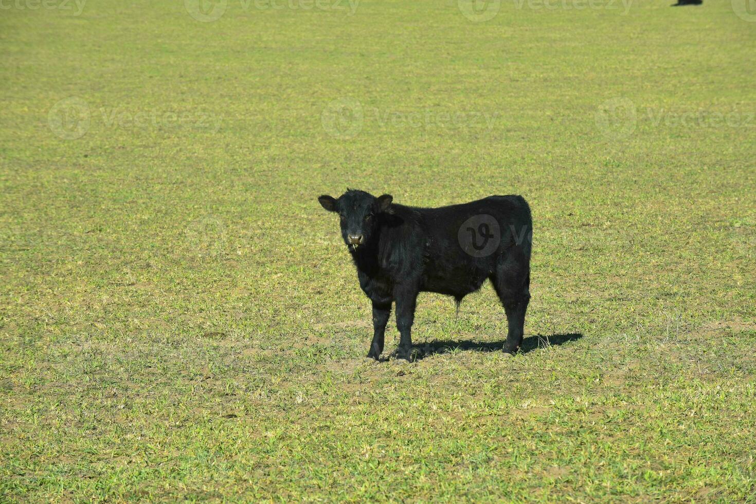 vacas pasto en pampa campo, la pampa, argentina. foto