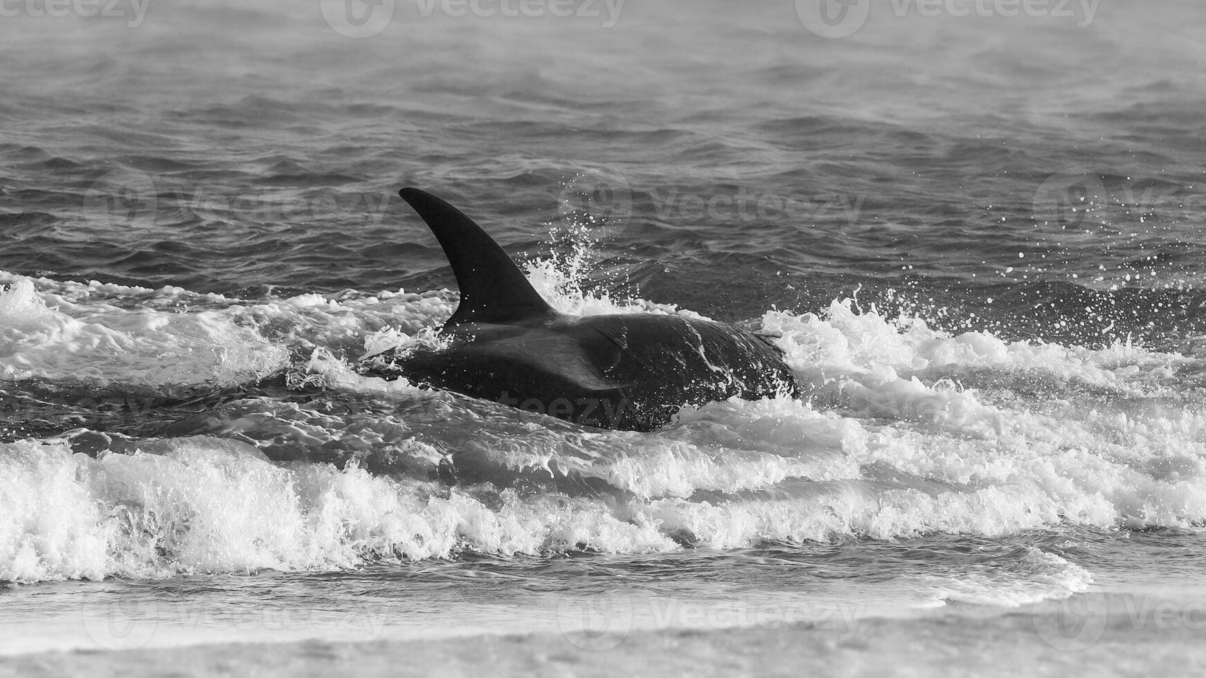 Killer whale hunting sea lions,Peninsula Valdes, Patagonia Argentina photo