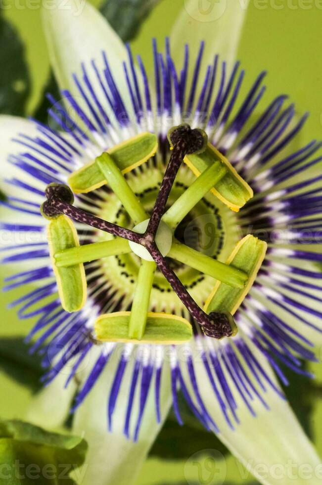 azul pasionaria, flor detalle, pampa bosque, argentina. foto