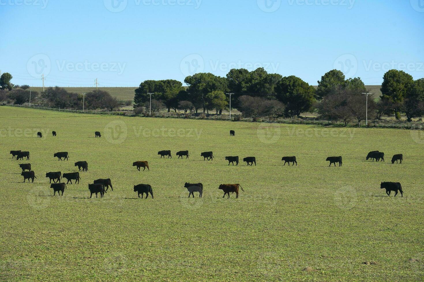 Steers in pampas countryside, La Pampa, Argentina. photo