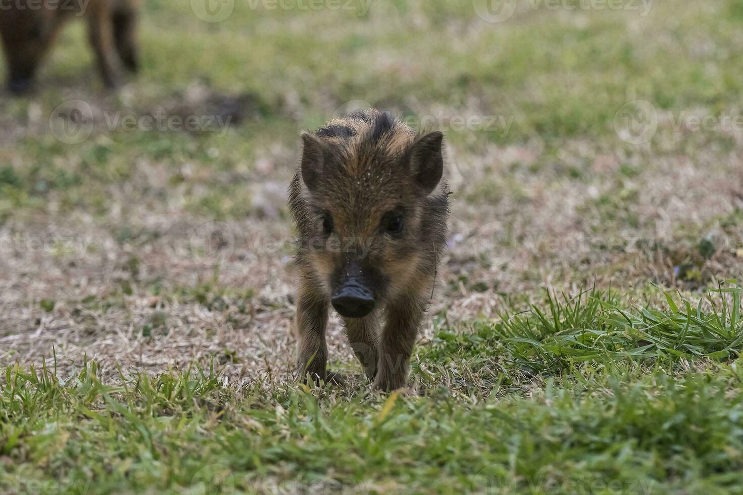 bebé salvaje Jabali sus escrofa, la pampa , argentina. foto