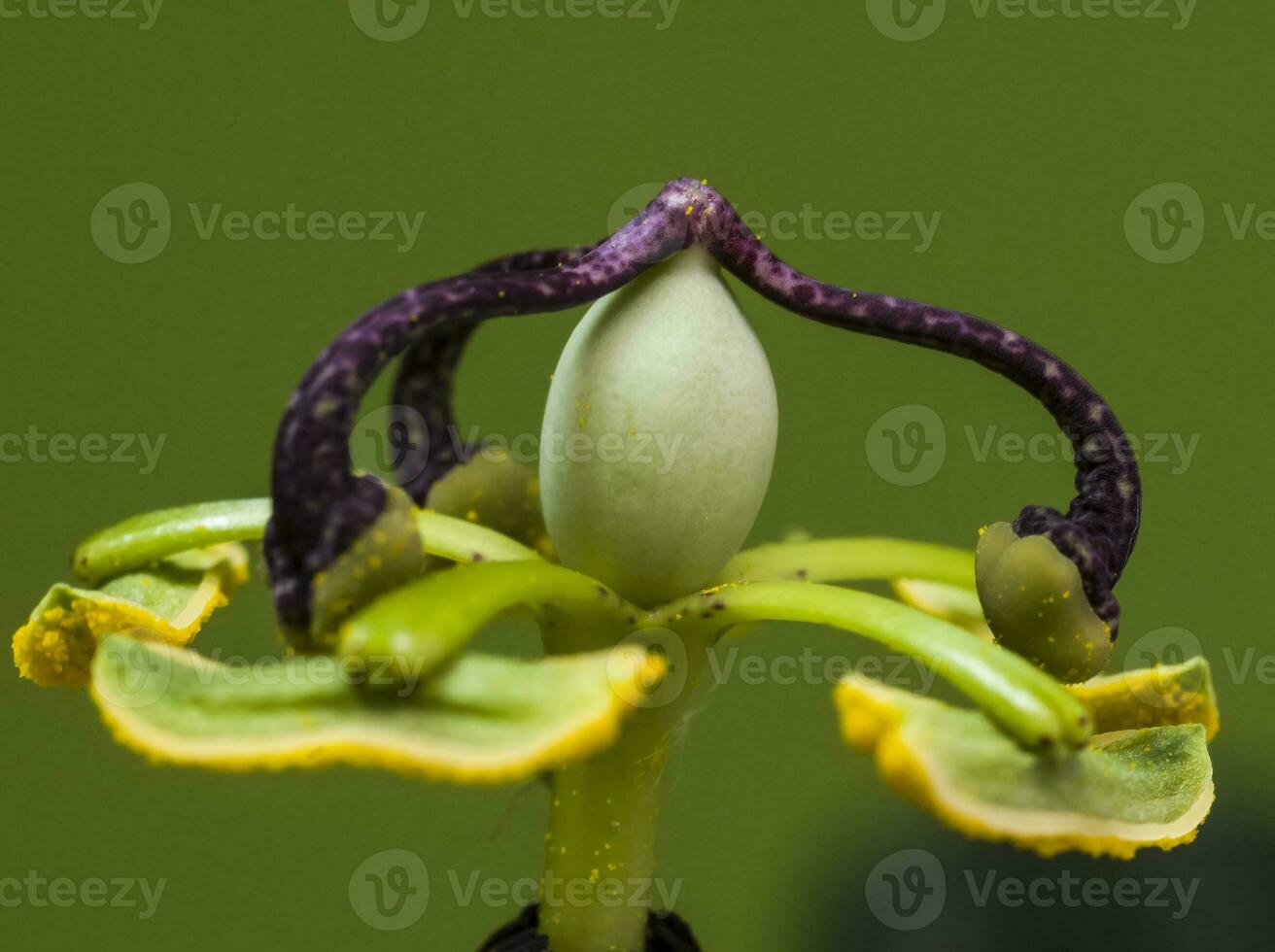 Blue passion flower, close up view, Pampas forest, Argentina. photo