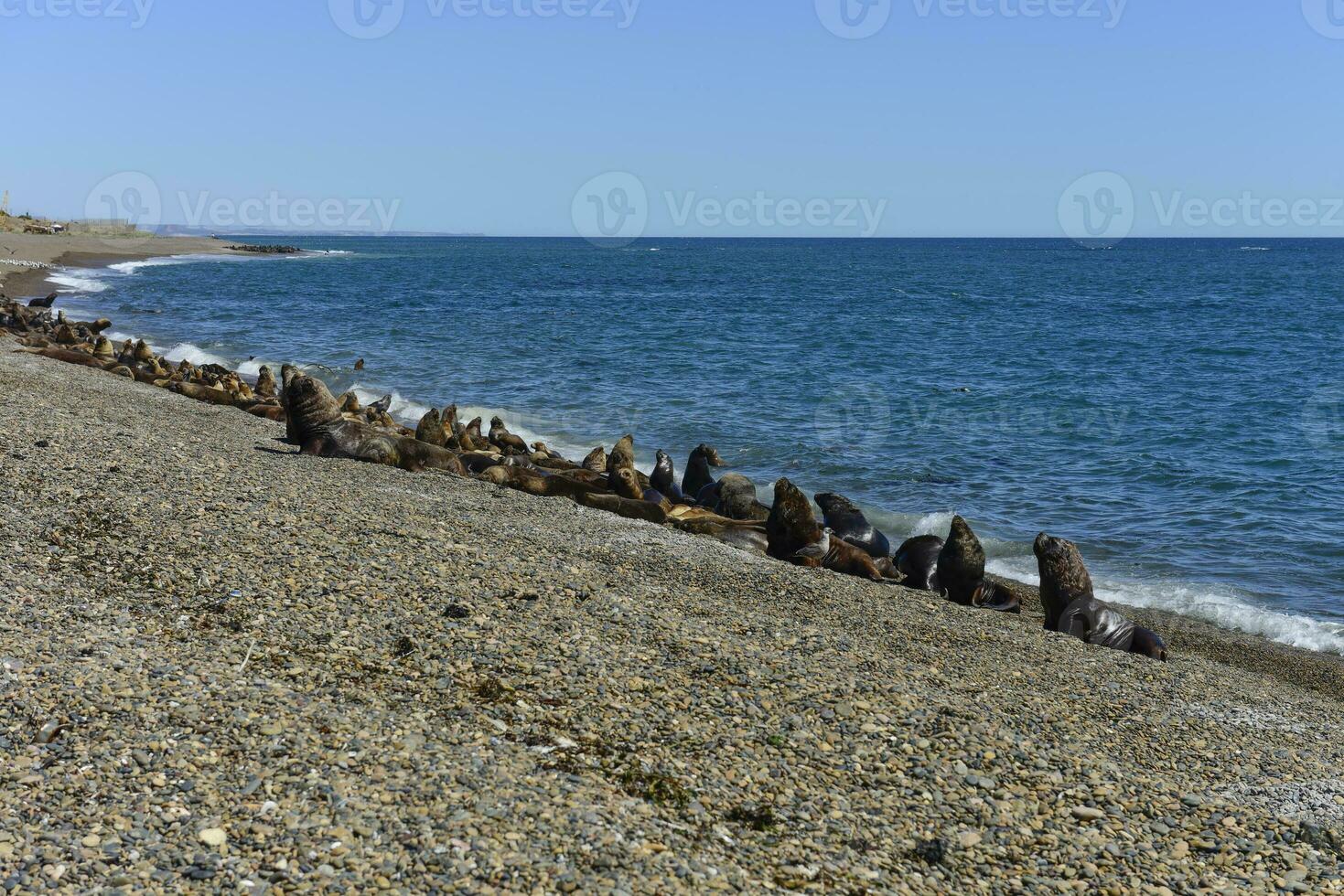 Male Sea Lion , in the coastal colony,Patagonia, Argentina. photo