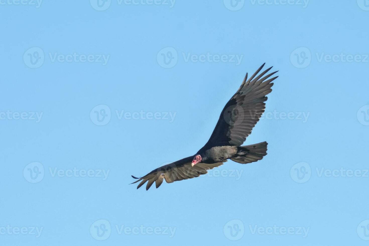 Turkey Vulture, ,planning in flight, Patagonia, Argentina photo