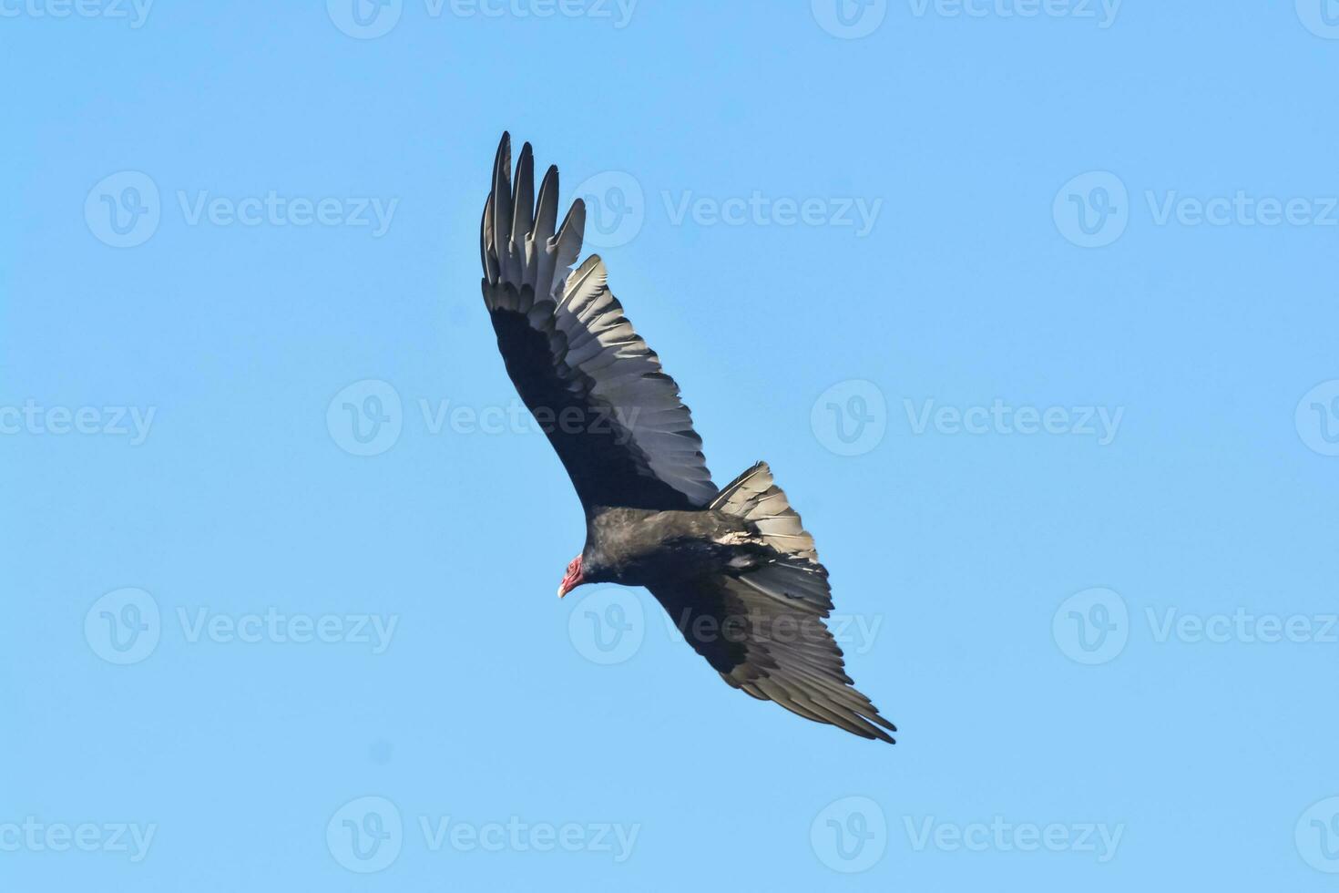 Turkey Vulture, ,planning in flight, Patagonia, Argentina photo