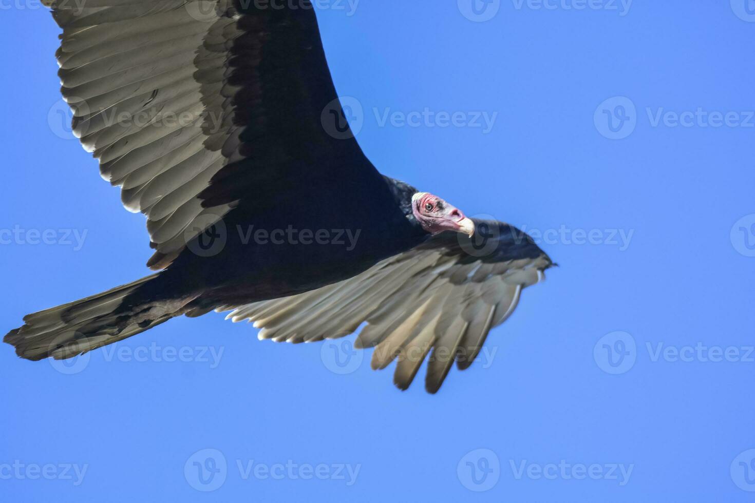 Turkey Vulture, ,planning in flight, Patagonia, Argentina photo