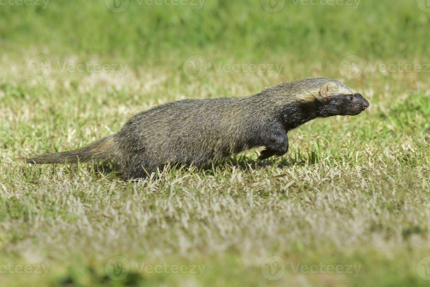 Little grison in Pampas environment, Patagonia, Argentina photo