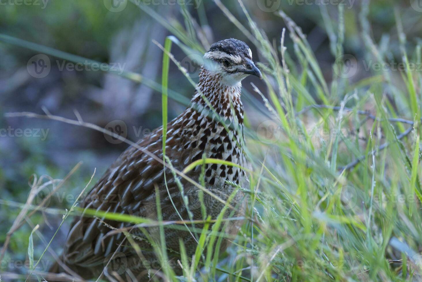 común codornices, coturnix coturnix kruger nacional parque, sur África foto