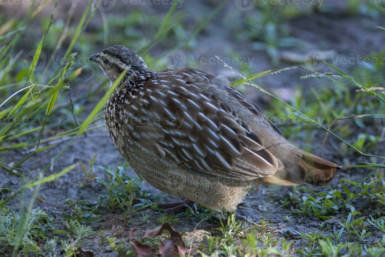 Common Quail,Coturnix coturnix,Kruger National Park, South Africa photo