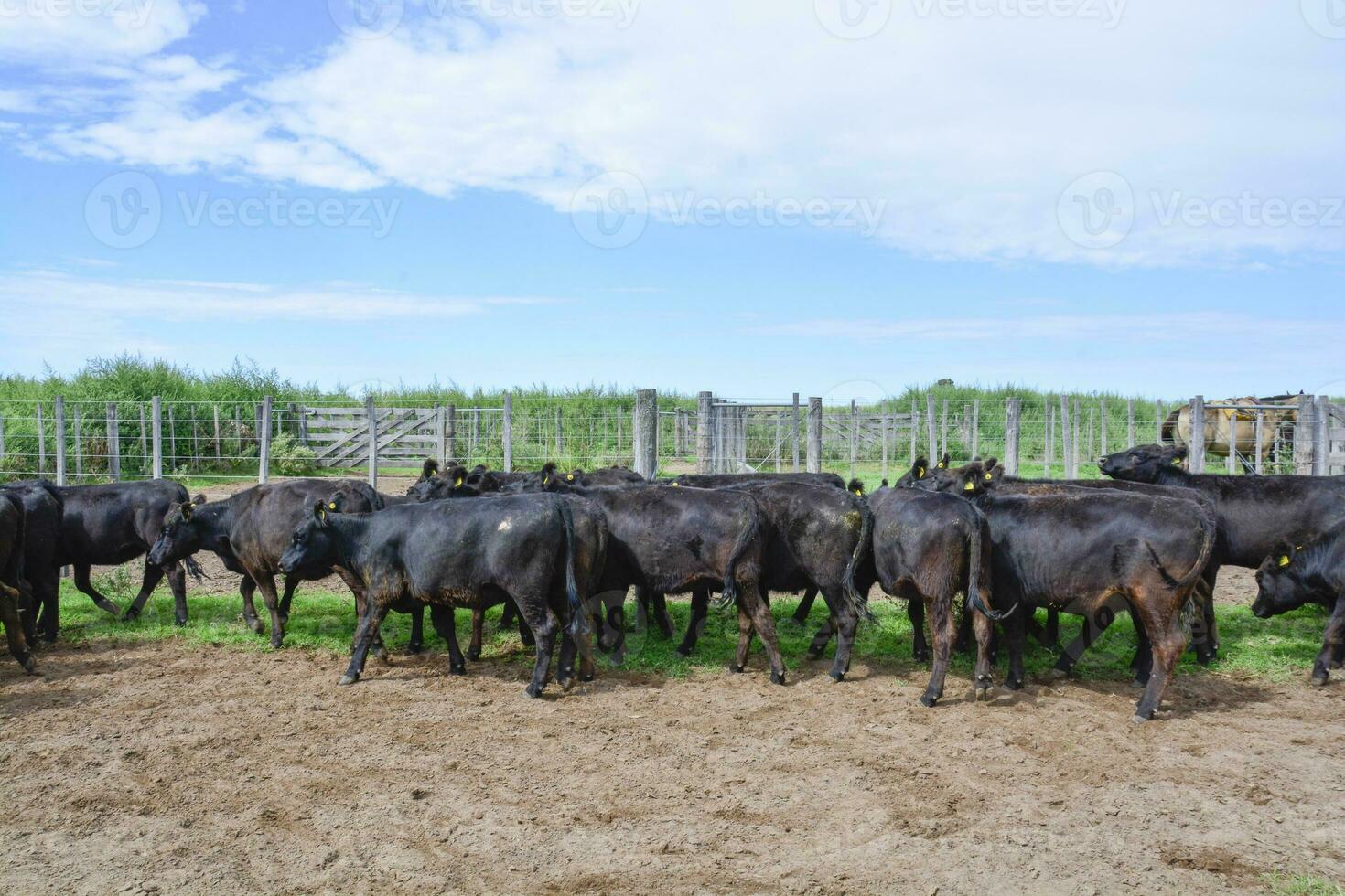 Cows in the cow pen , Argentine meat production photo