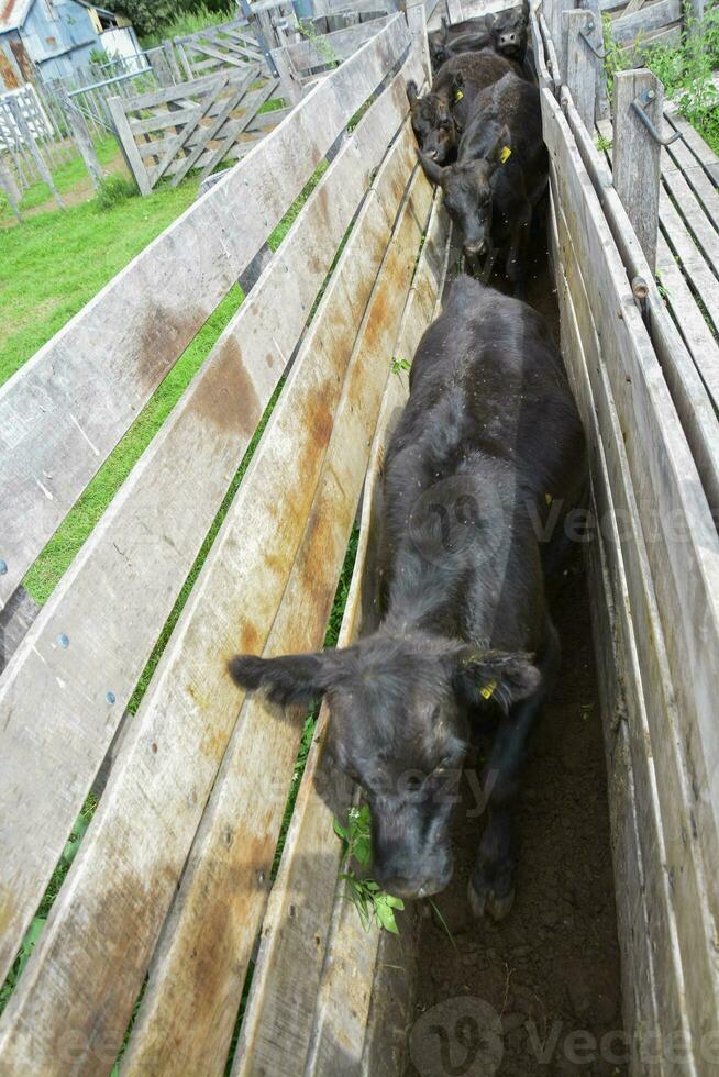 Cows in the cow pen , Argentine meat production photo