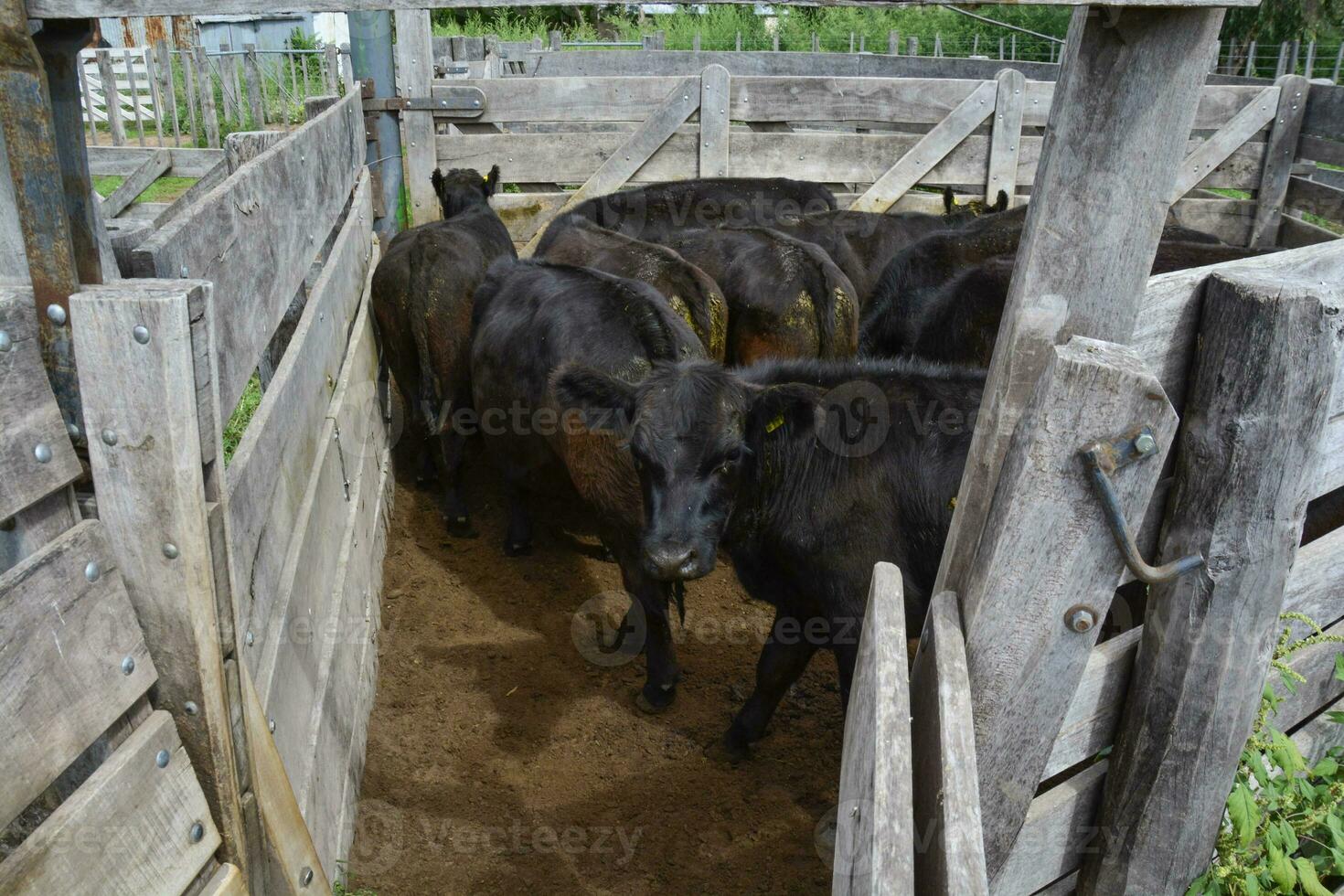 Cows in the cow pen , Argentine meat production photo