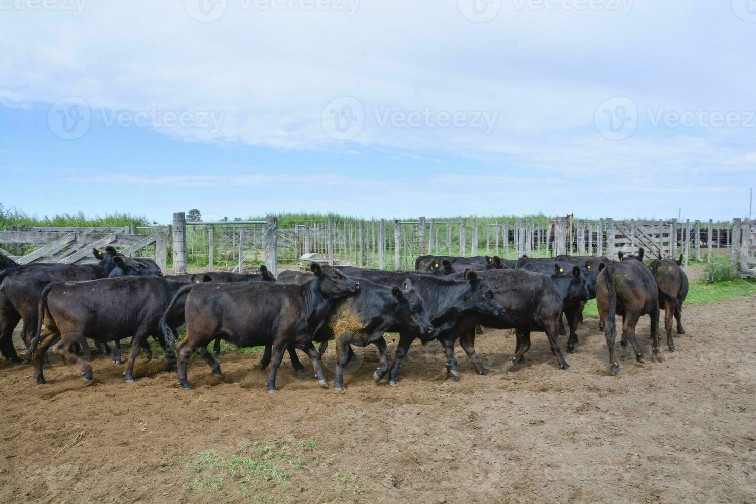 Cows in the cow pen , Argentine meat production photo