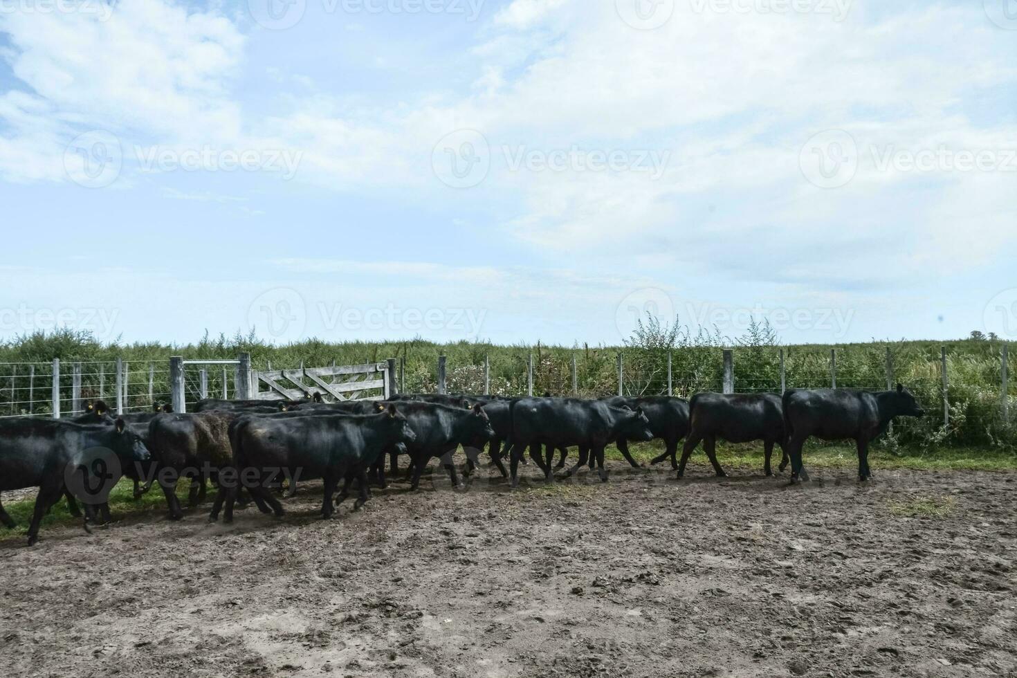 Cows in the cow pen , Argentine meat production photo