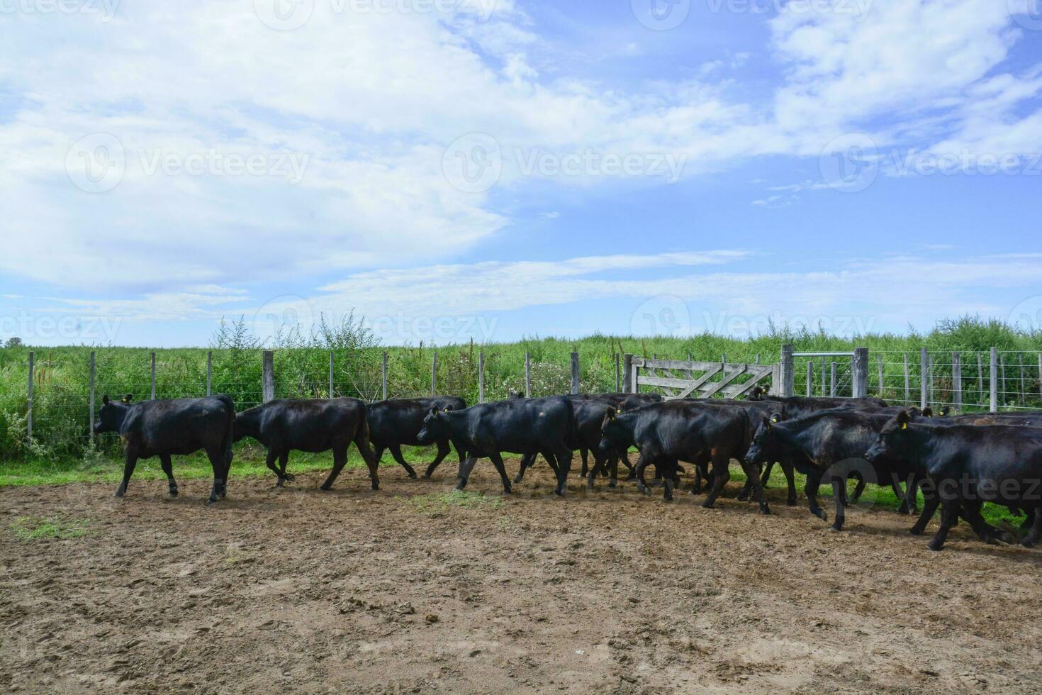 Cows in the cow pen , Argentine meat production photo