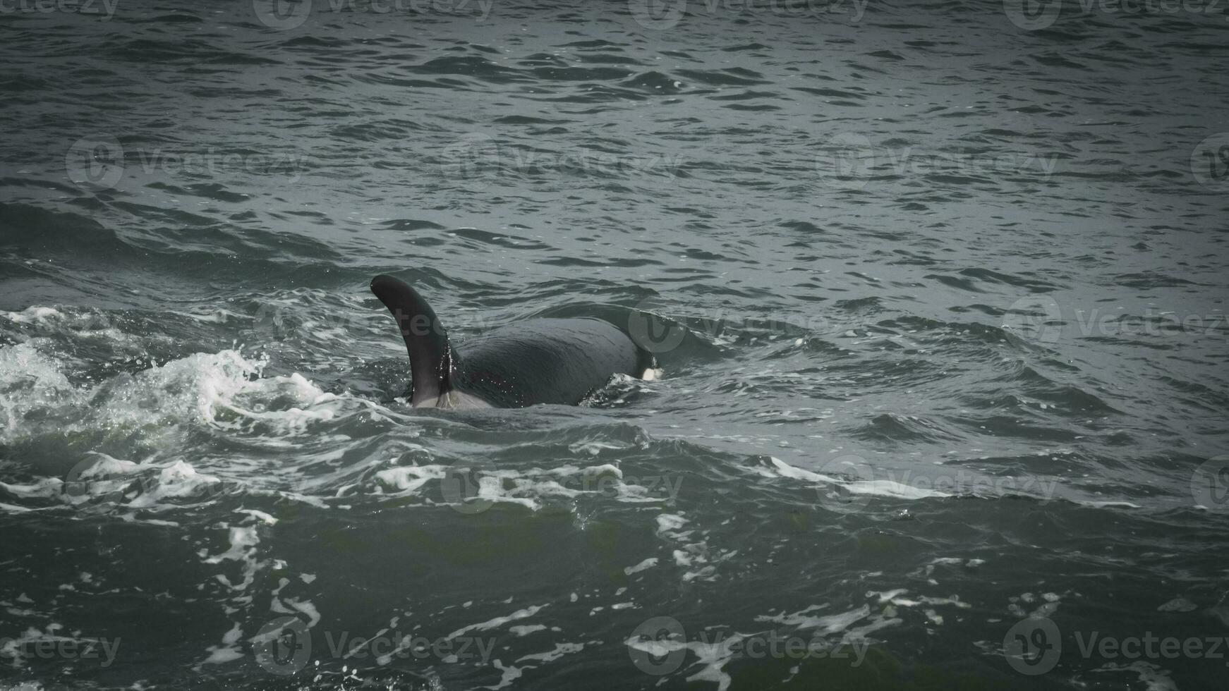 Orcas patrolling the Patagonian coast,Puerto Madryn, Patagonia, Argentina photo