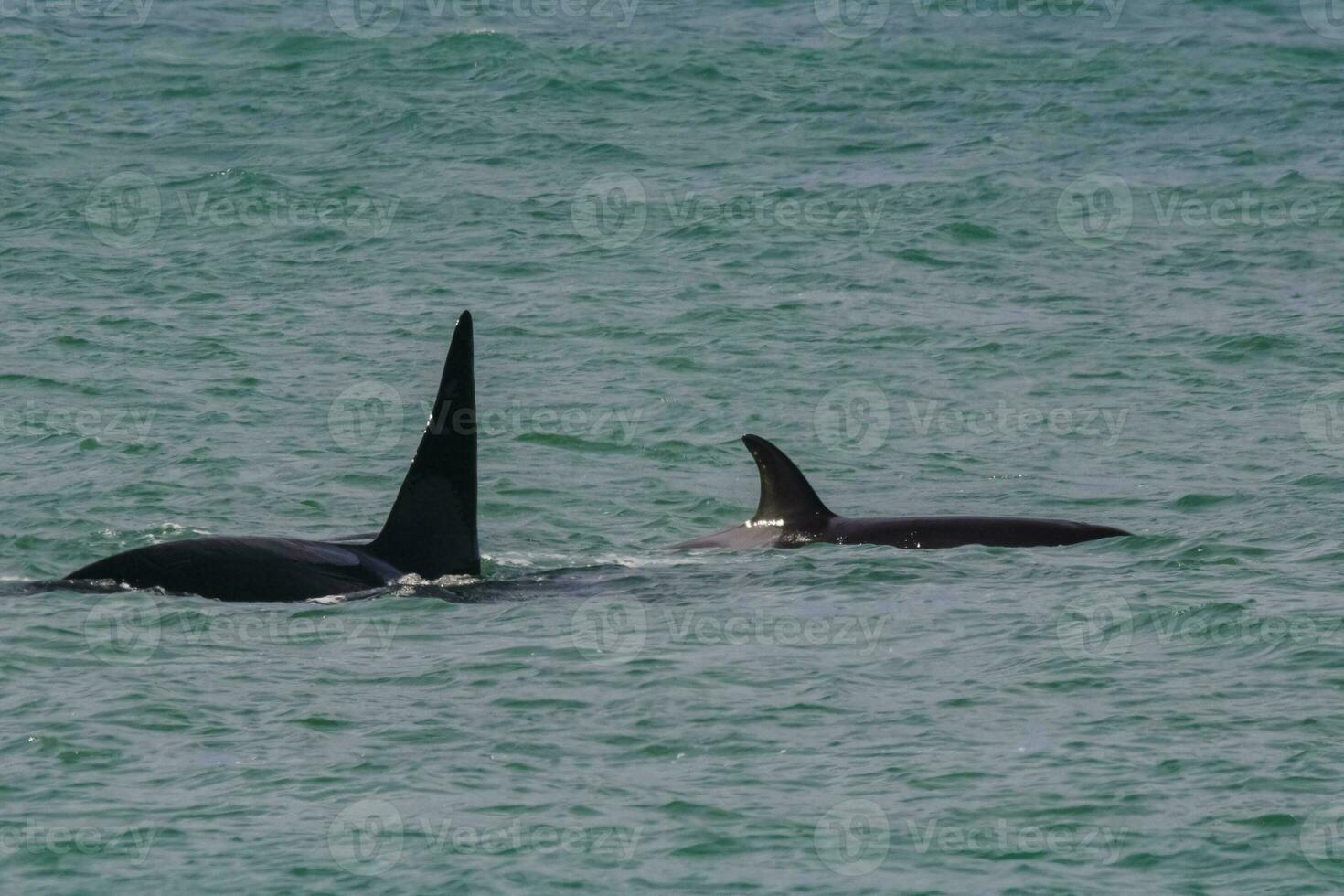 Orca Patagonia , Argentina photo