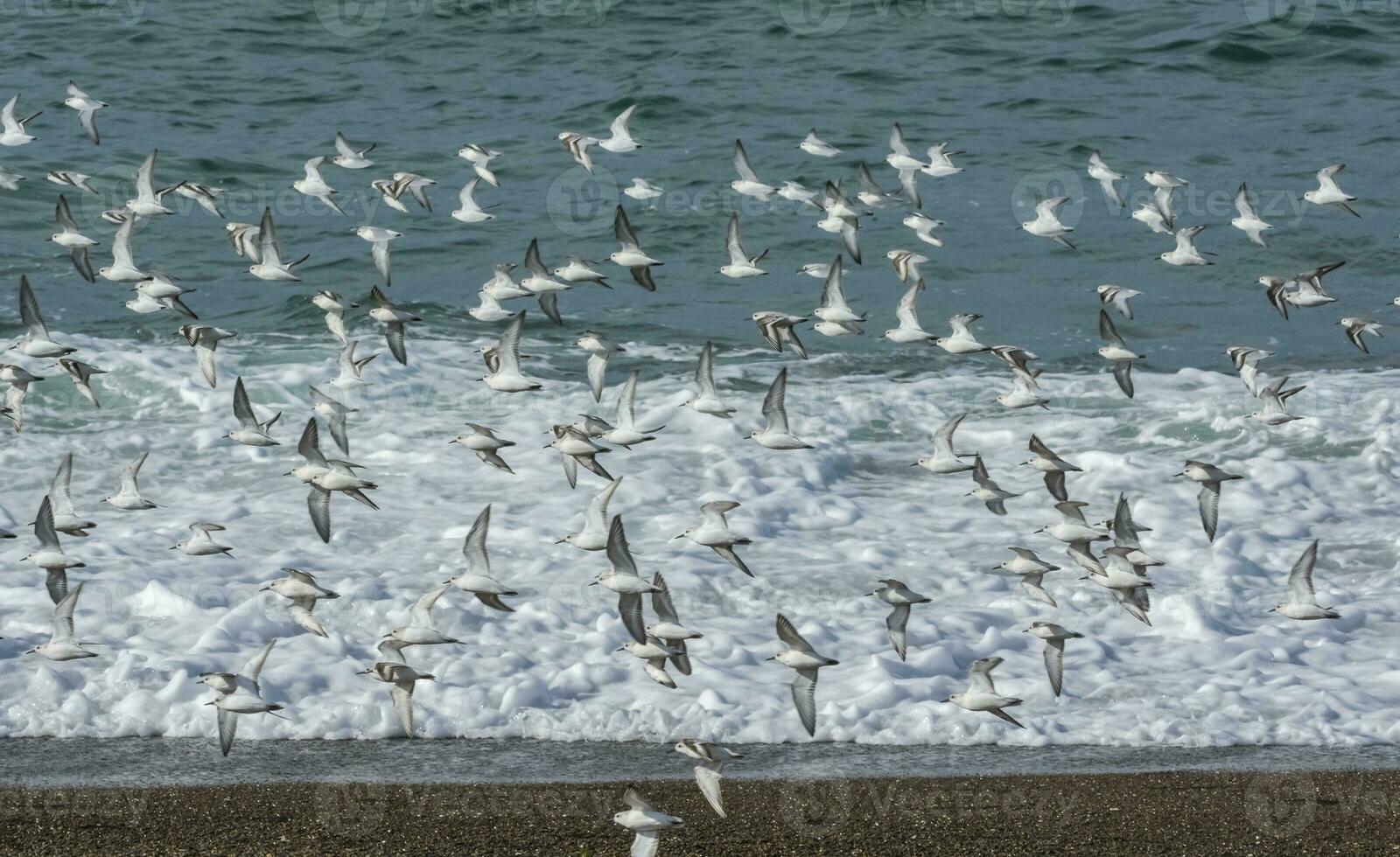 Sanderling, flock in flight, Peninsula Valdes, Patagonia photo