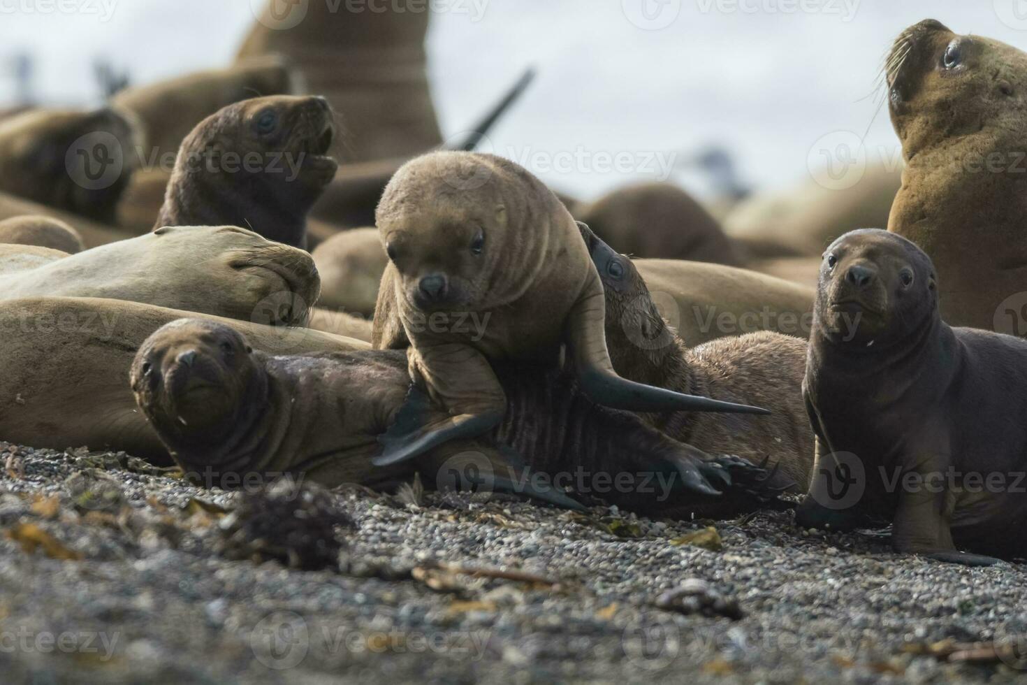 Fur seal pups in breeding colony, Peninsula Valdes, Argentina photo