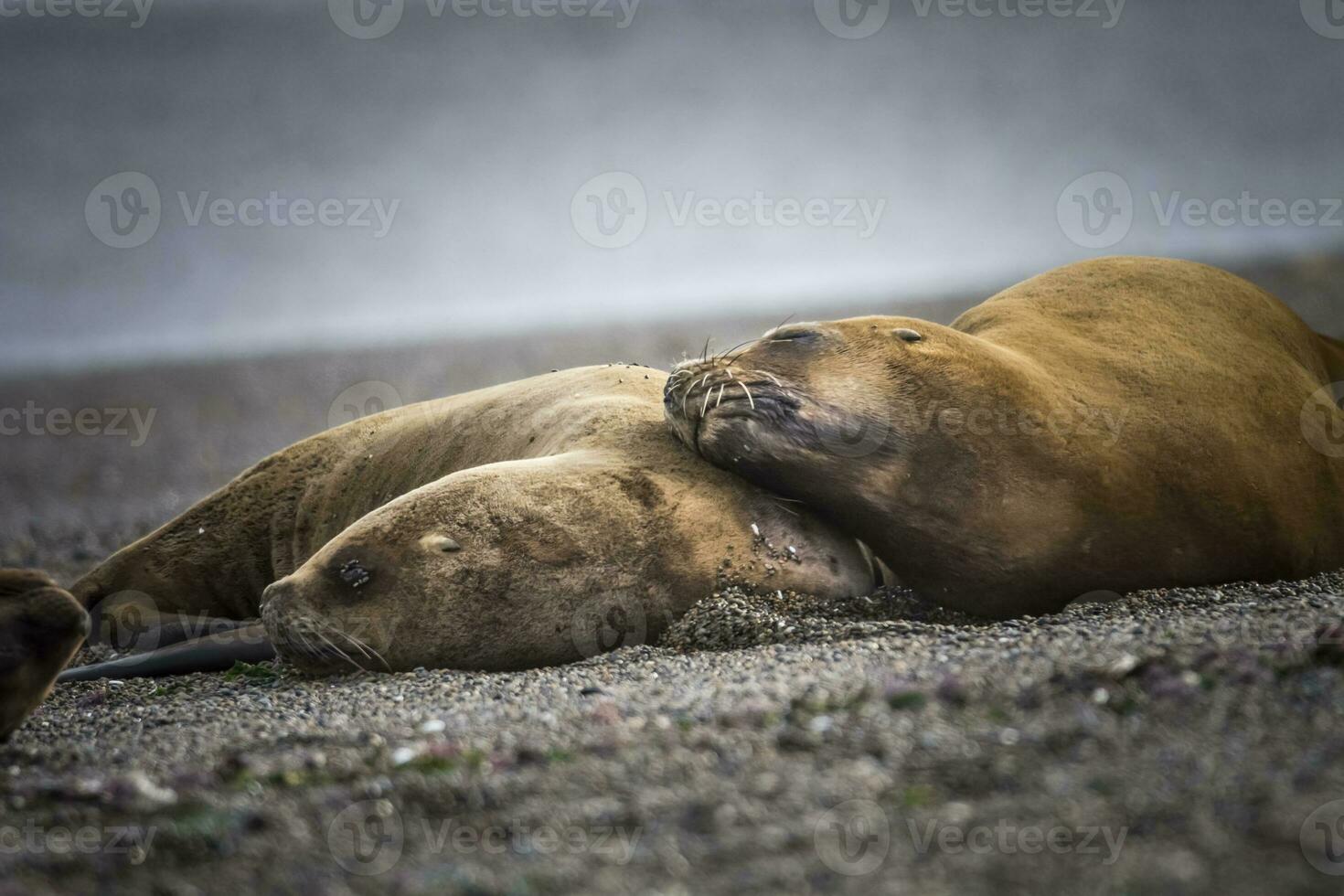 Females  sea lion,resting on the beach, Peninsula Valdes, Patagonia photo