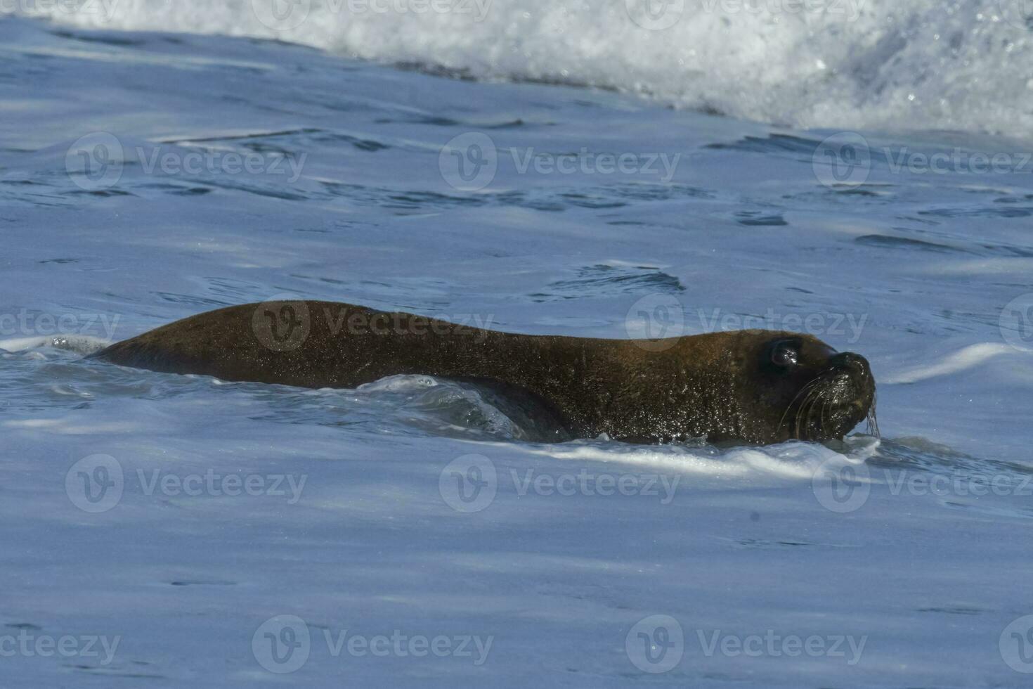 Sea lion, adult male, in breeding colony,Patagonia, Argentina photo