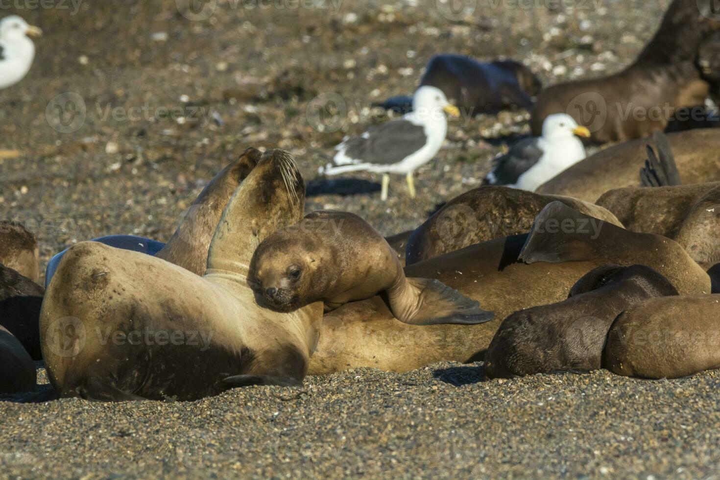 Females  sea lion,resting on the beach, Peninsula Valdes, Patagonia photo