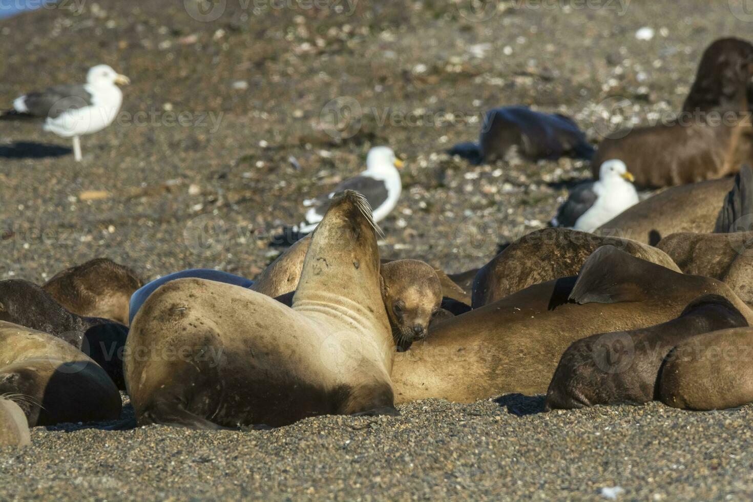 Females  sea lion,resting on the beach, Peninsula Valdes, Patagonia photo