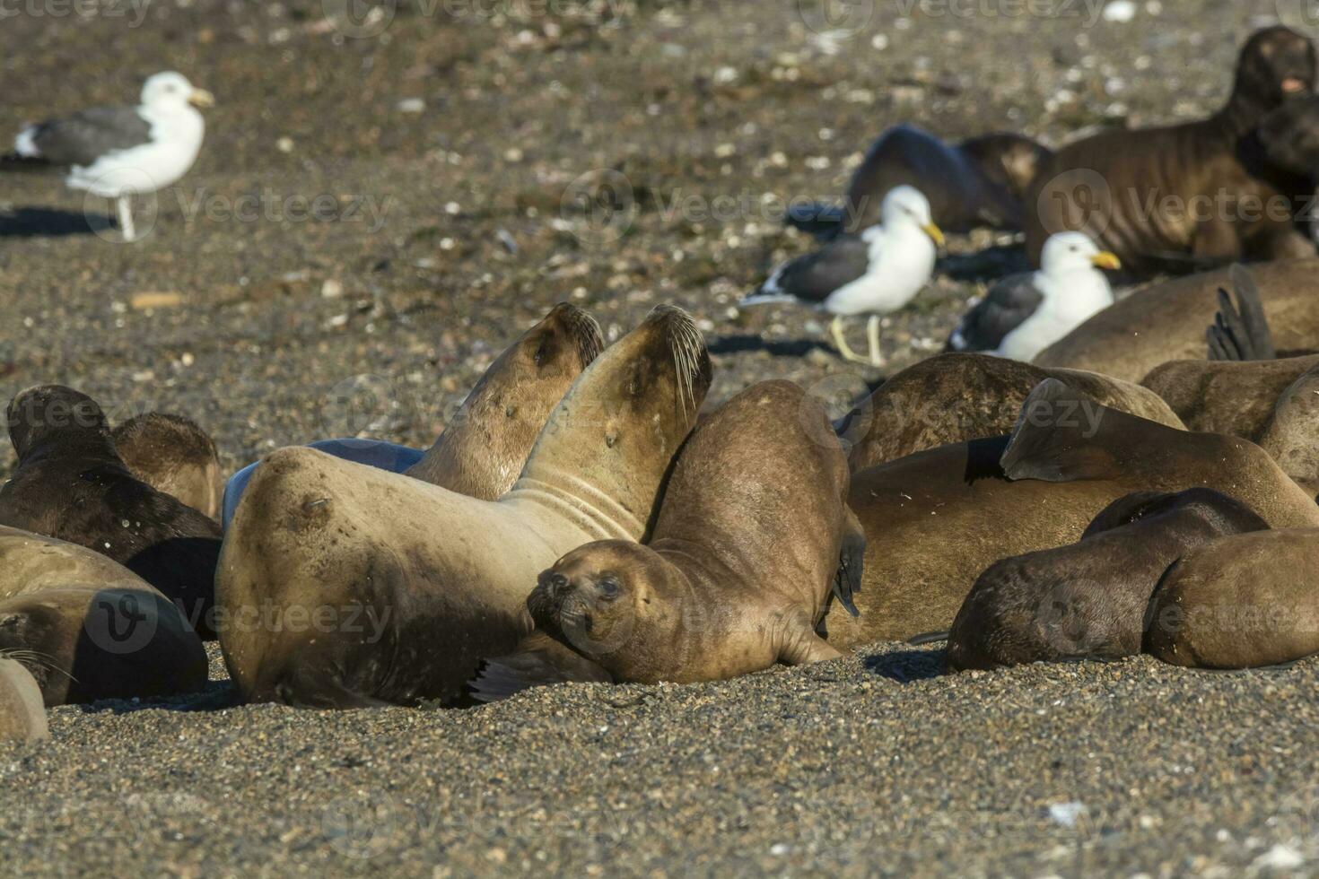 Females  sea lion,resting on the beach, Peninsula Valdes, Patagonia photo