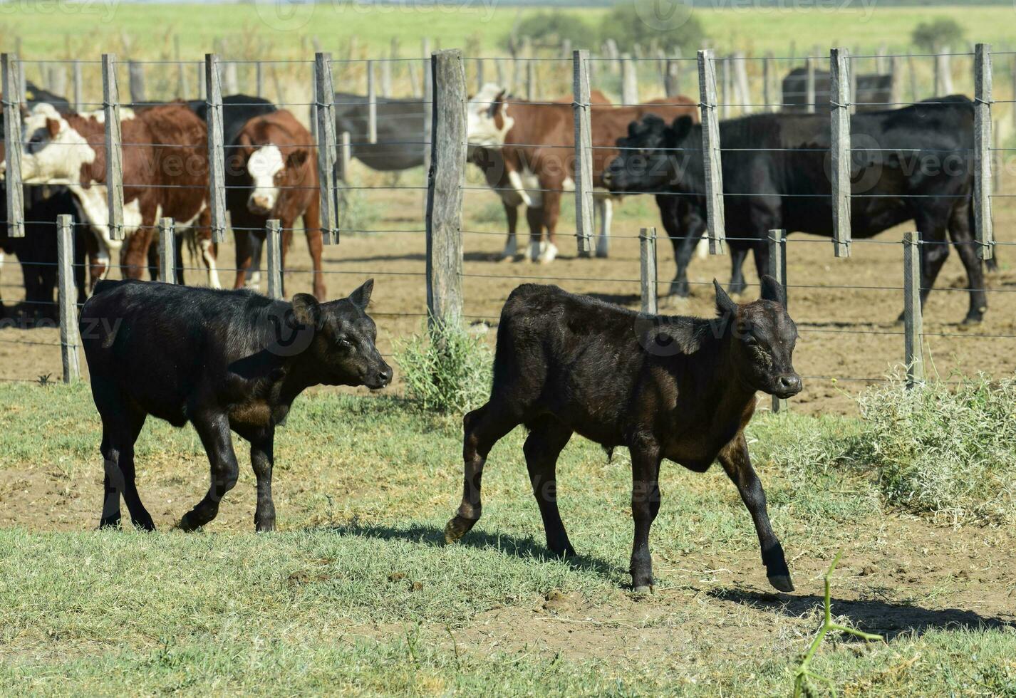 Steers and heifers raised with natural grass, Argentine meat production photo