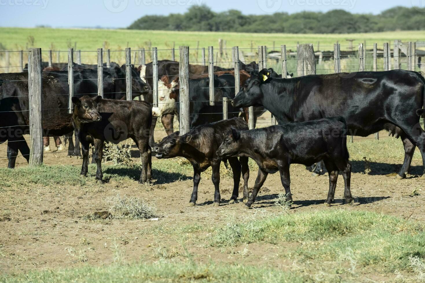 Cows in the cow pen , Argentine meat production photo