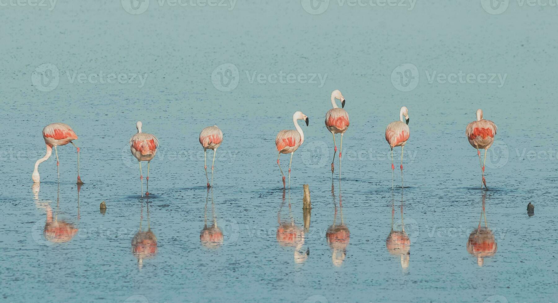 Flock of pink flamingos in a salty lagoon,Patagonia, Argentina photo