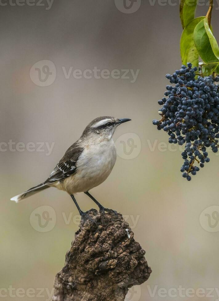 White banded mokingbird,eating wild grapes, Paagonia forest, Argentina photo