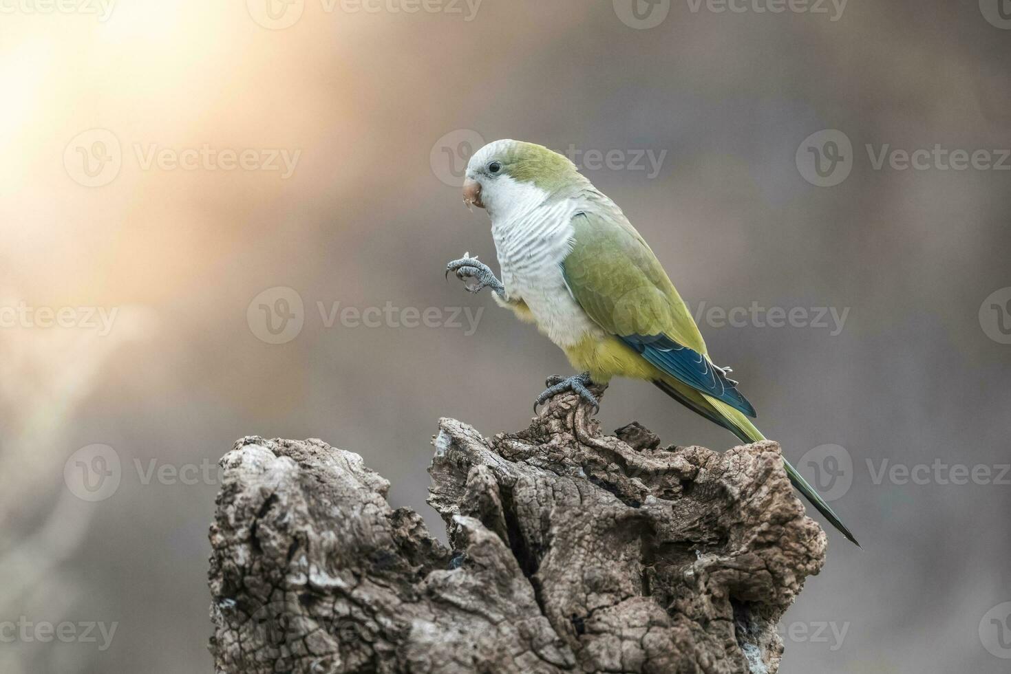 Parakeet,feeding on seeds, Patagonia, Argentina photo