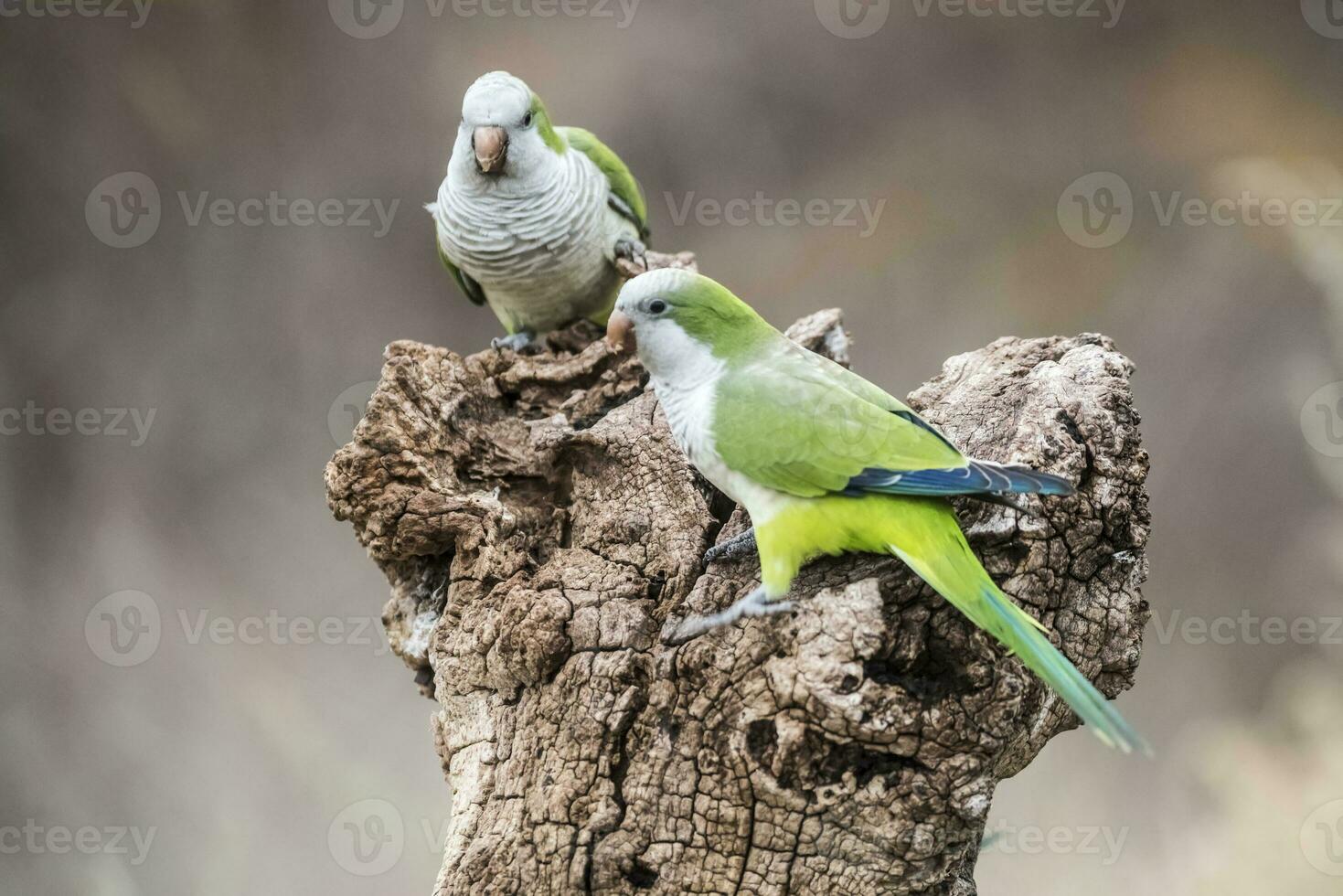 Parakeet,feeding on seeds, Patagonia, Argentina photo