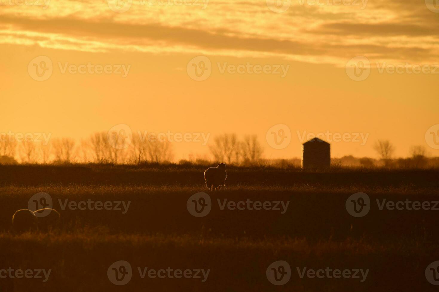 Sheep in rural sunset landscape,Patagonia,Argentina photo