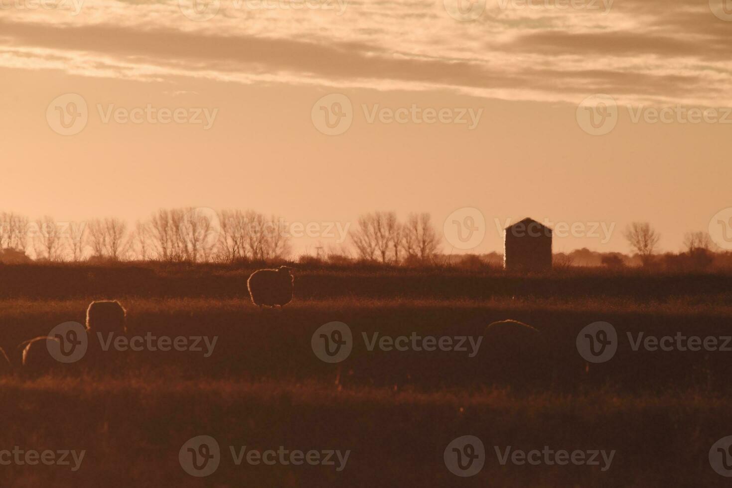 oveja en rural puesta de sol paisaje,patagonia,argentina foto