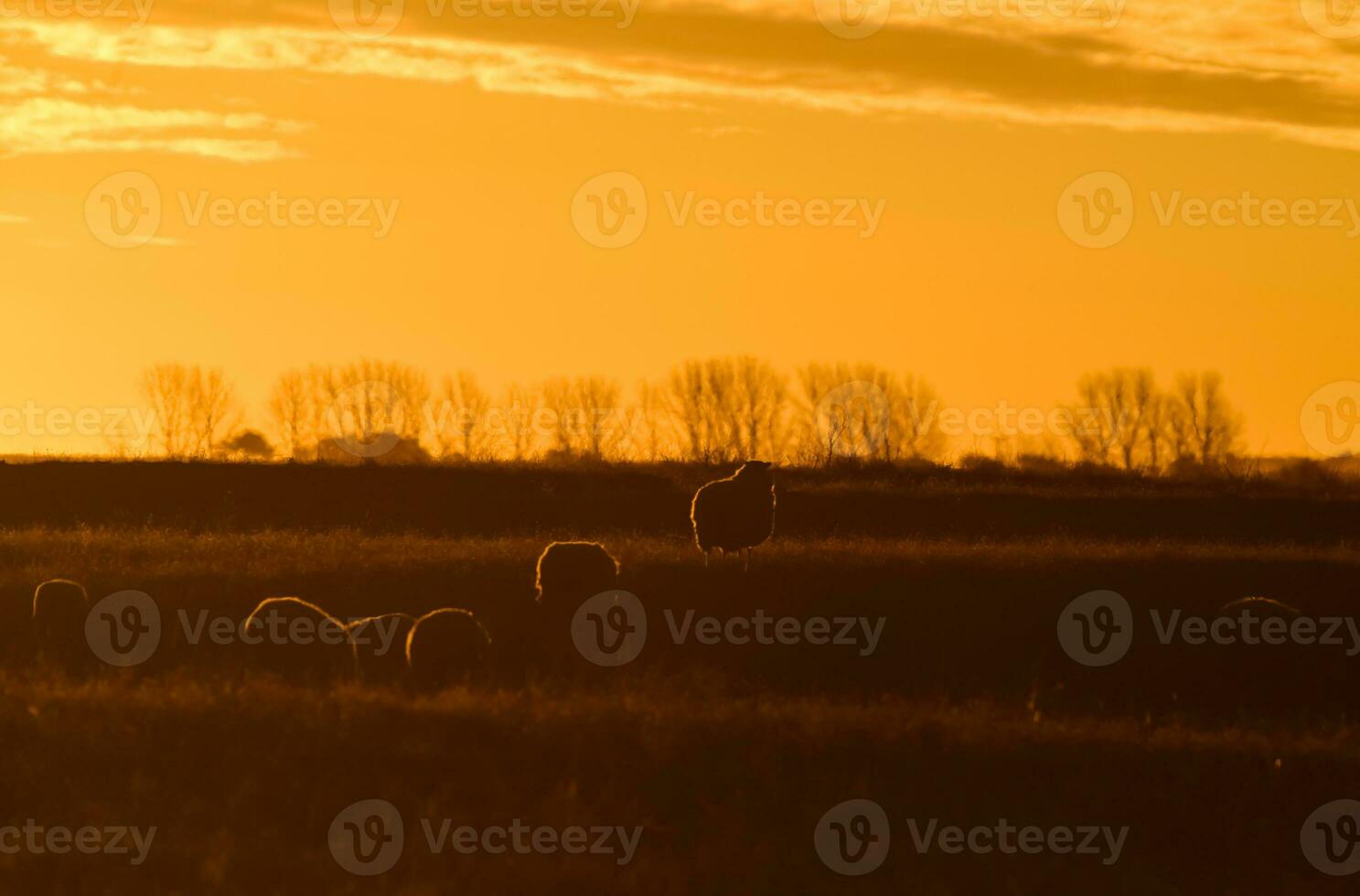 Sheep in rural sunset landscape,Patagonia,Argentina photo