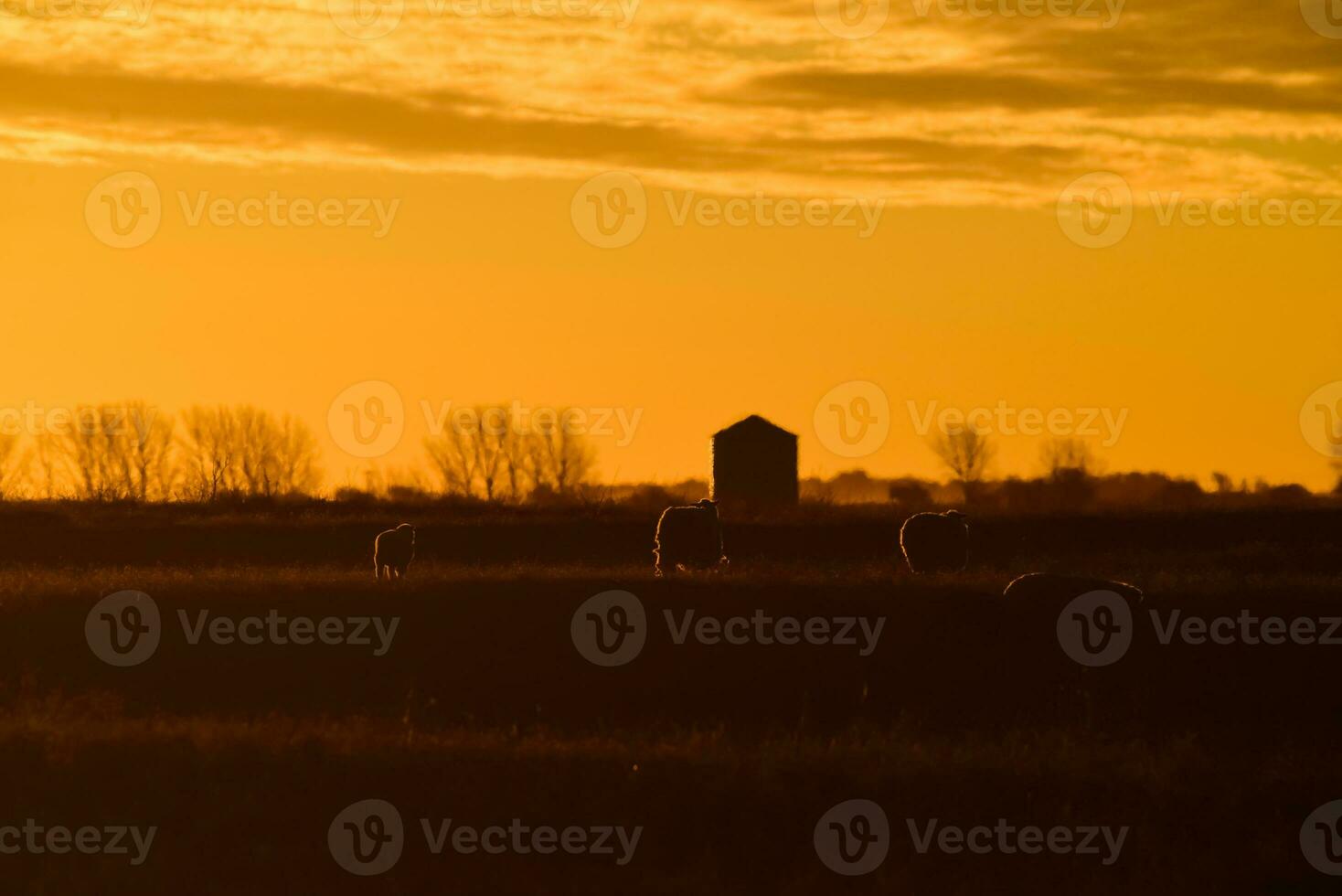 oveja en rural puesta de sol paisaje,patagonia,argentina foto