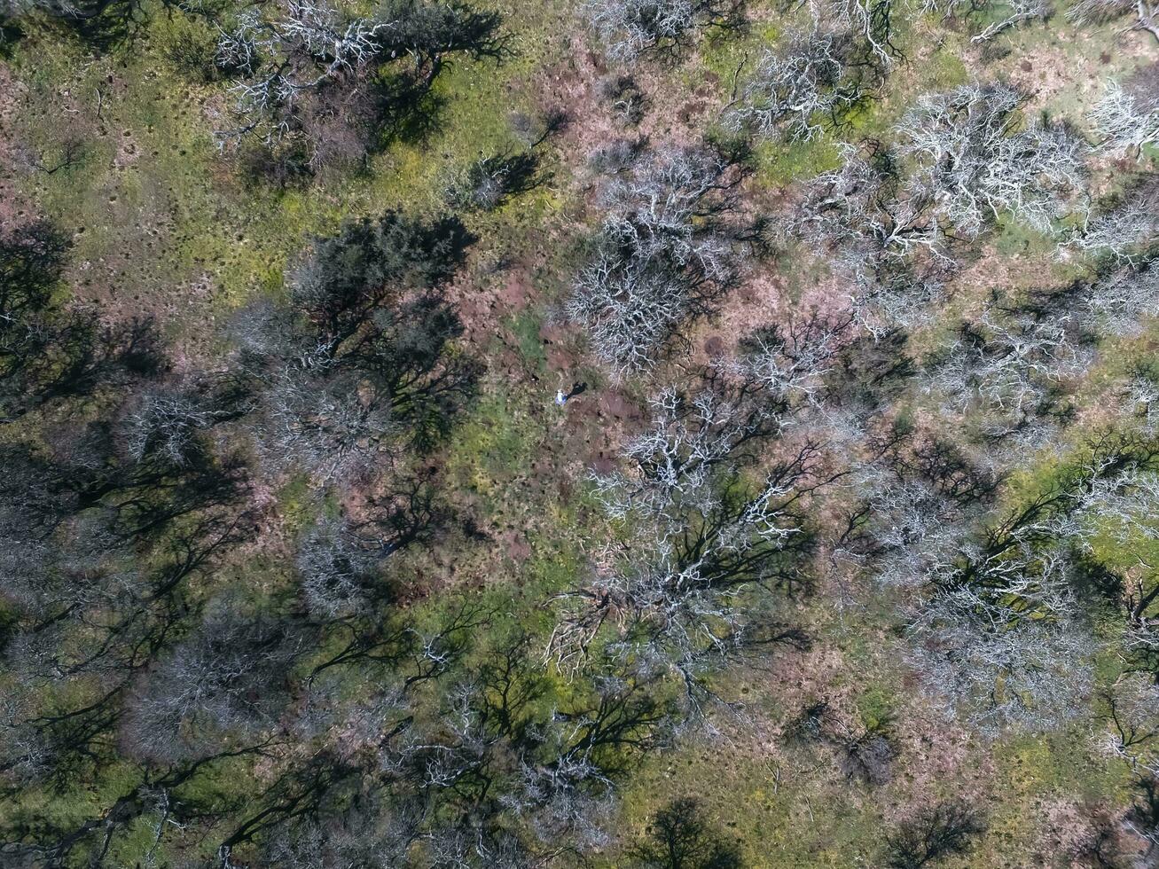 Pampas forest, Calden tree, Prosopis Caldenia, endemic species in La Pampa, Patagonia, Argentina photo