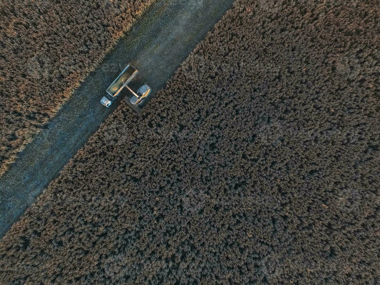 cosecha en el argentino campo, pampa, argentina foto