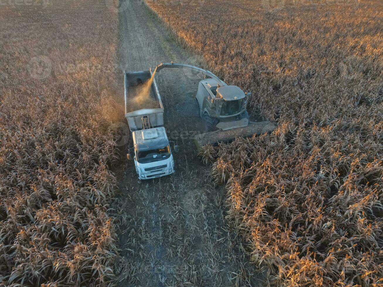 Harvest in the Argentine countryside, Pampas, Argentina photo