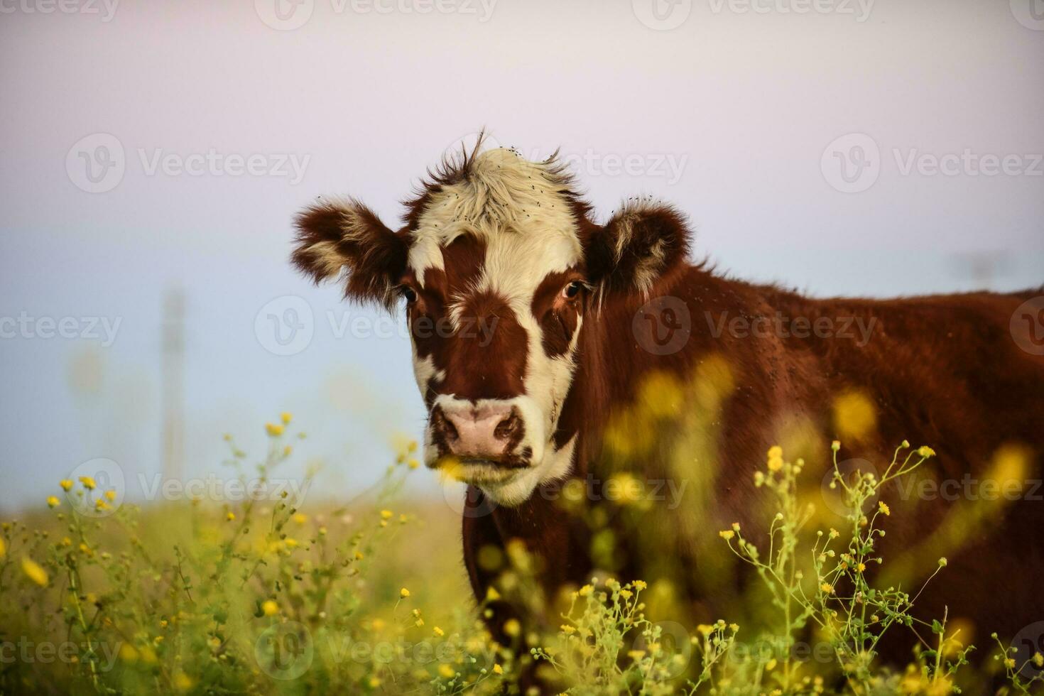 Steers and heifers raised with natural grass, Argentine meat production photo