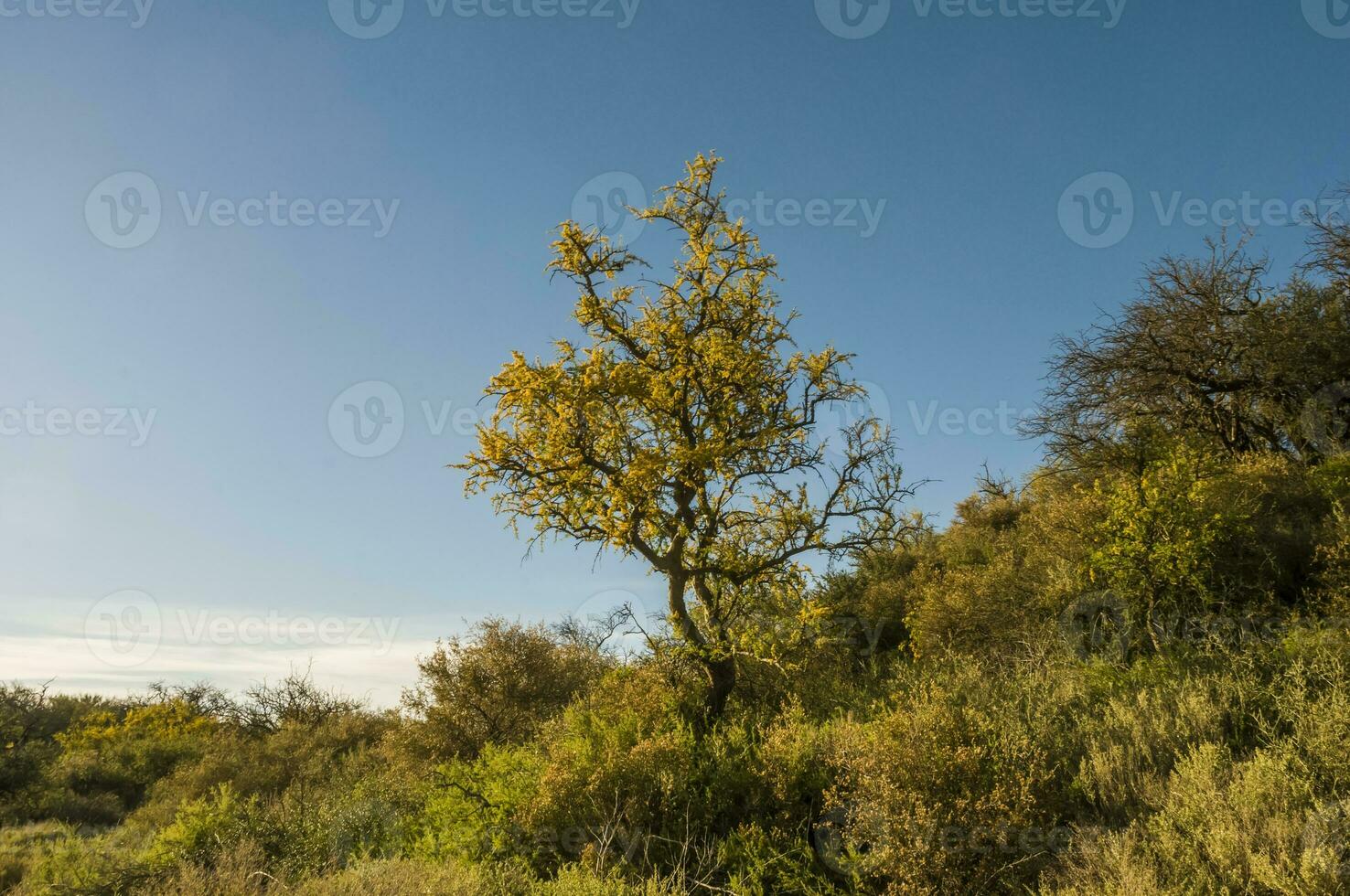 Calden forest, bloomed in spring,La Pampa,Argentina photo