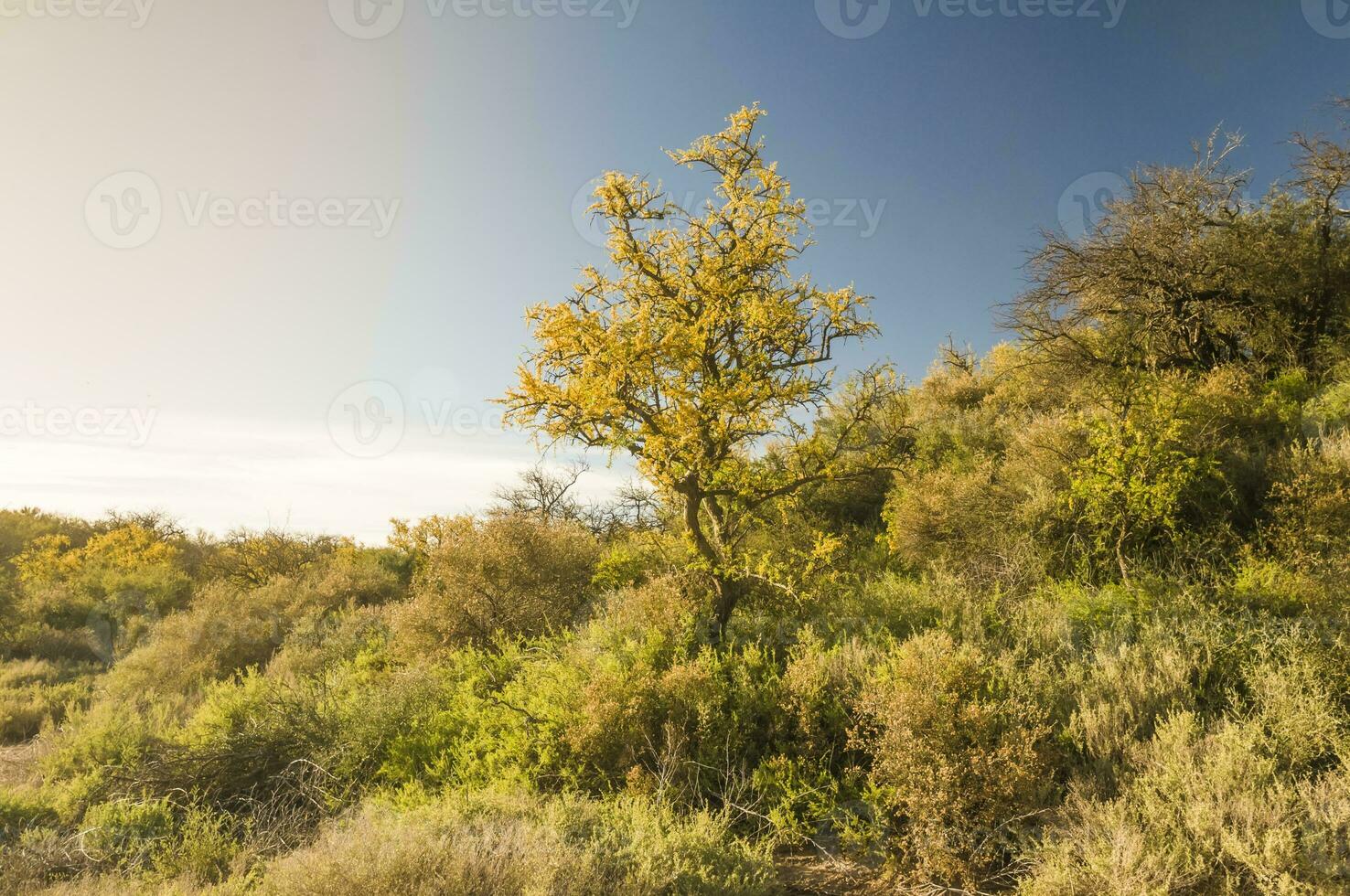 caldén bosque, floreció en primavera, la pampa argentina foto