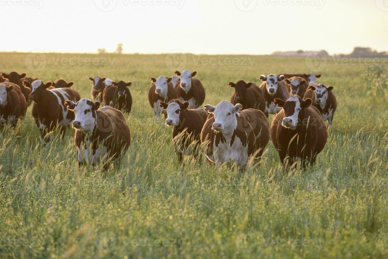 novillos y novillas elevado con natural césped, argentino carne producción foto