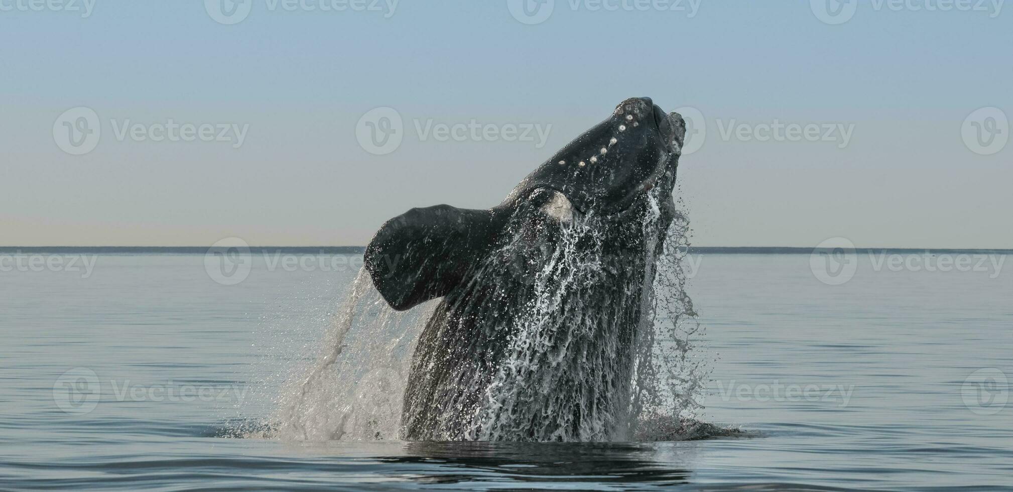 Southern right whale,jumping behavior, Puerto Madryn, Patagonia, Argentina photo